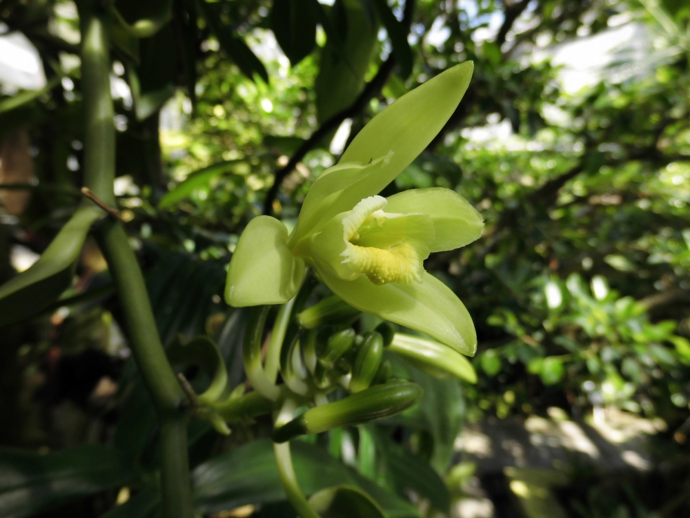 植物園の仲間「バニラ」の写真1