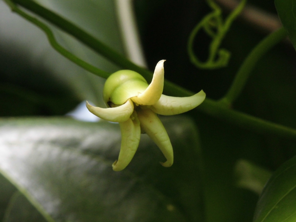 植物園の仲間「ハネフクベ（ヒョウタンカズラ）」の写真1