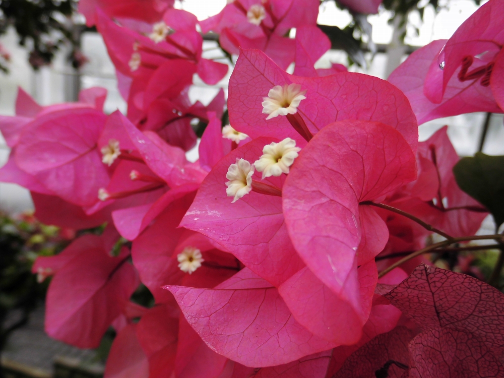 植物園の仲間「ブーゲンビレア」の写真1