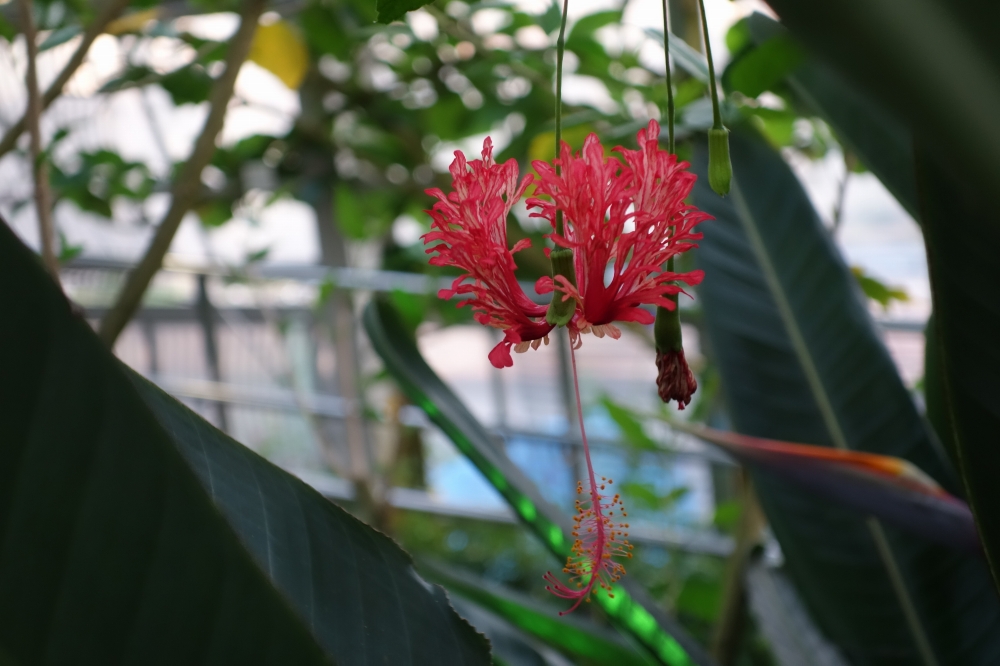 植物園の仲間「フウリンブッソウゲ」の写真1