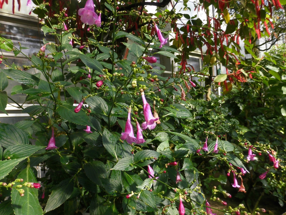 植物園の仲間「ストロビランテス・ハミルトニアナ」の写真1