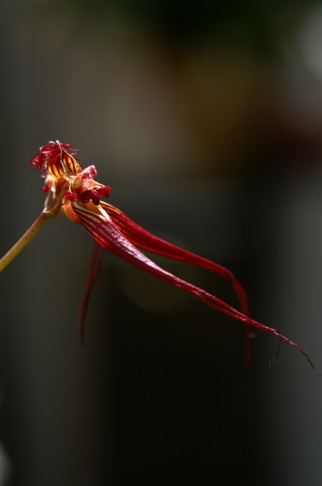 植物園の仲間「ブルボフィラム属」の写真1