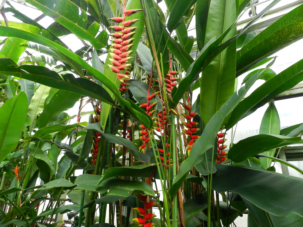 植物園の仲間「ヘリコニア・ロストラタ」の写真1