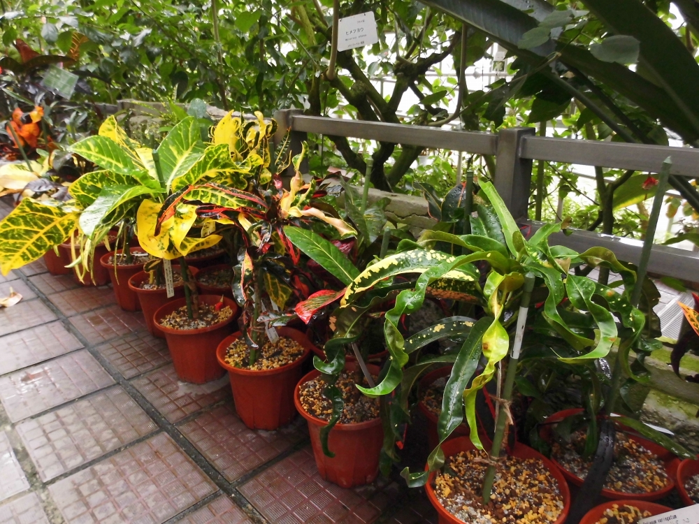 植物園の仲間「ヘンヨウボク（クロトン）」の写真1