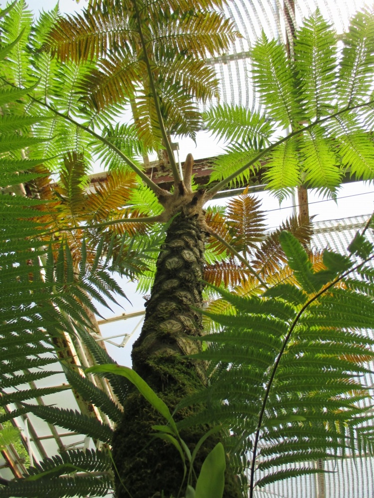 植物園の仲間「マルハチ」の写真1