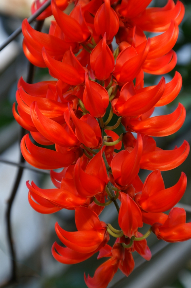 植物園の仲間「ムクナ・ベネッティー」の写真1