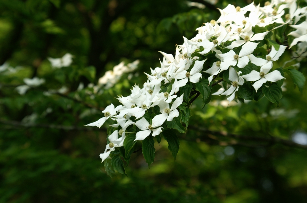 植物園の仲間「ヤマボウシ」の写真1