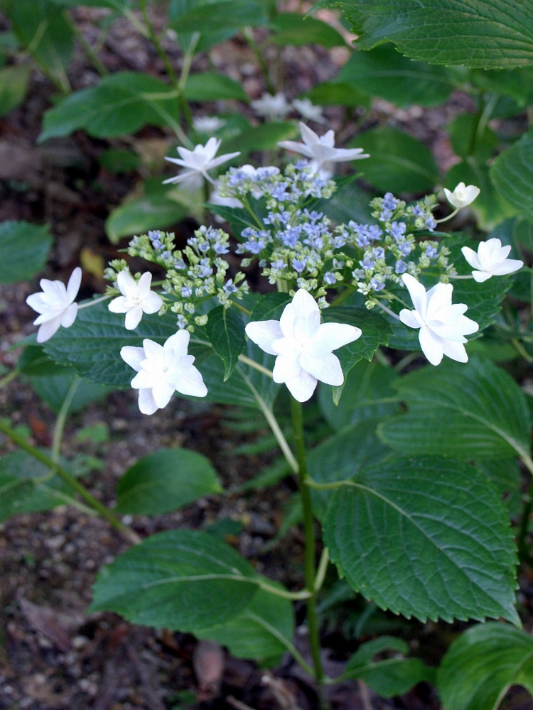 植物園の仲間「アジサイ」の写真1