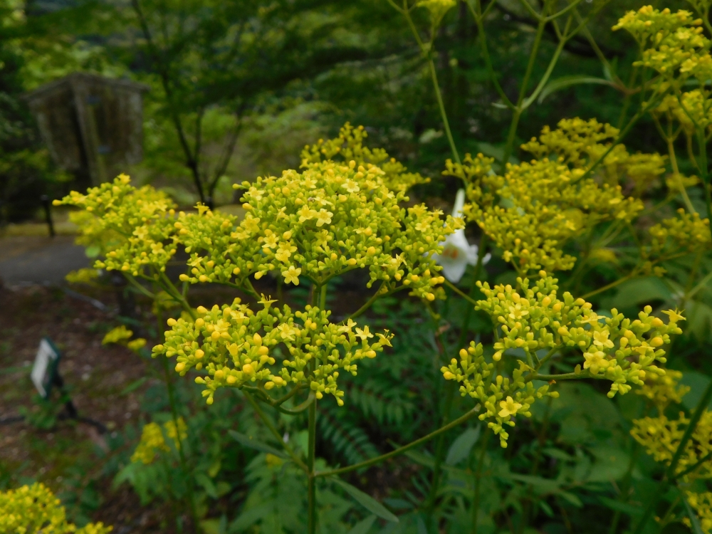 植物園の仲間「オミナエシ」の写真1