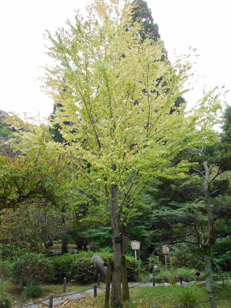 植物園の仲間「カツラ」の写真1