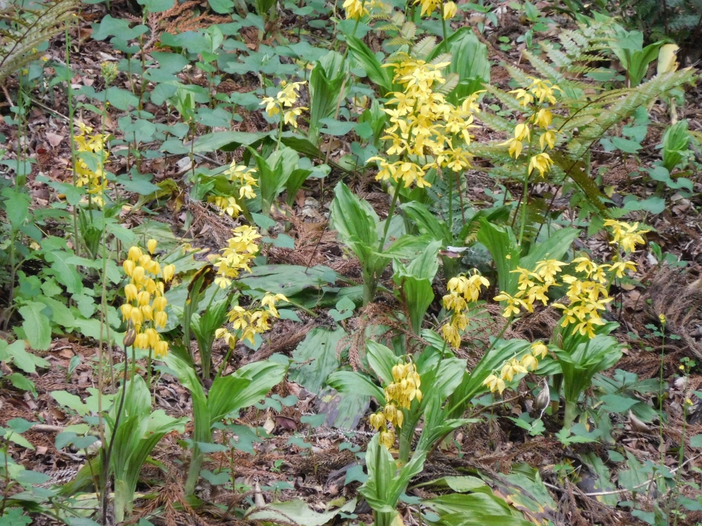 植物園の仲間「キエビネ」の写真1