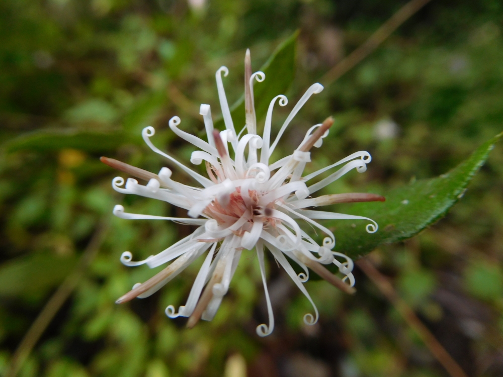 植物園の仲間「コウヤボウキ」の写真1