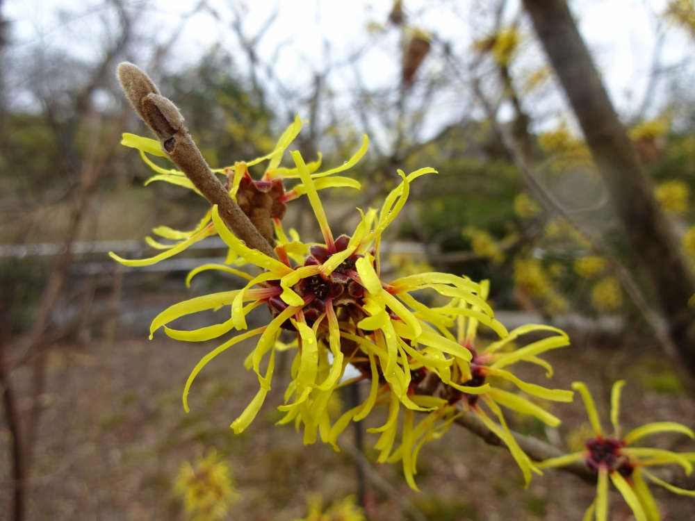 植物園の仲間「シナマンサク」の写真1