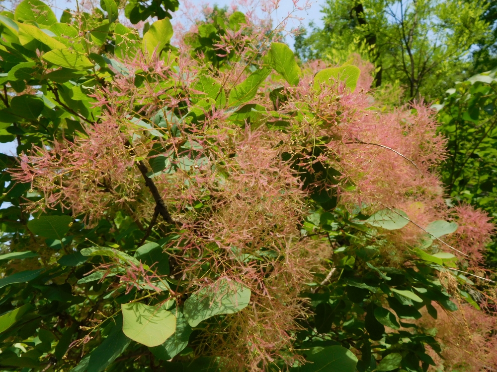 植物園の仲間「スモークツリー」の写真1