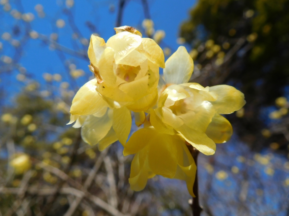 植物園の仲間「ソシンロウバイ」の写真1