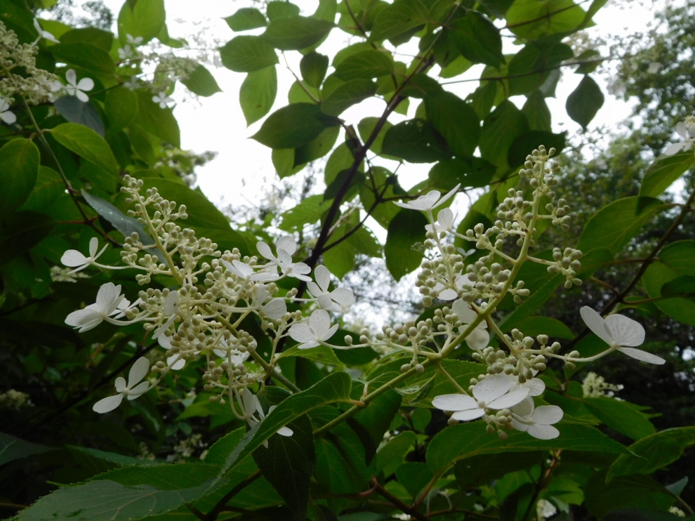 植物園の仲間「ノリウツギ」の写真1