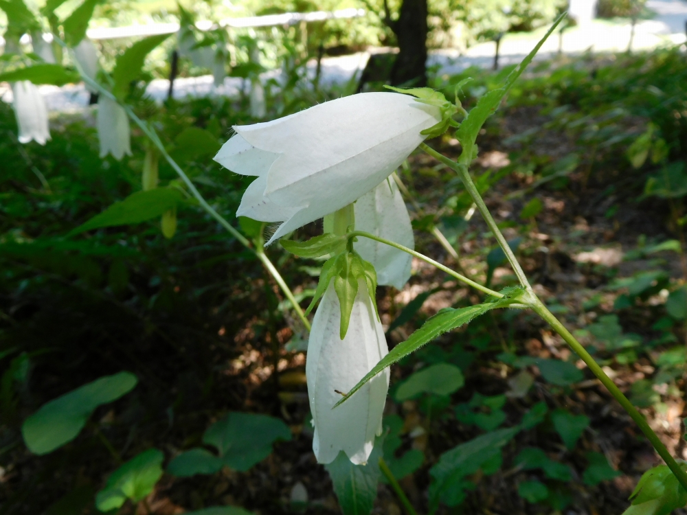 植物園の仲間「ホタルブクロ」の写真1