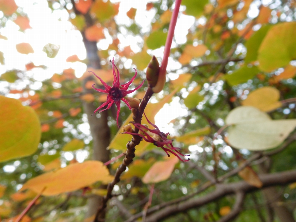 植物園の仲間「マルバノキ」の写真1