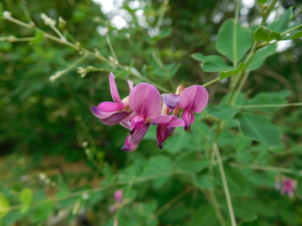 植物園の仲間「ヤマハギ」の写真1