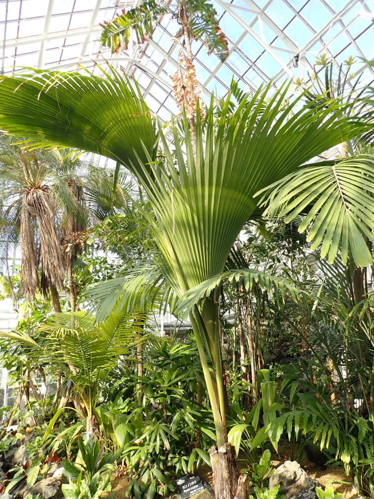 植物園の仲間「オオミヤシ」の写真1