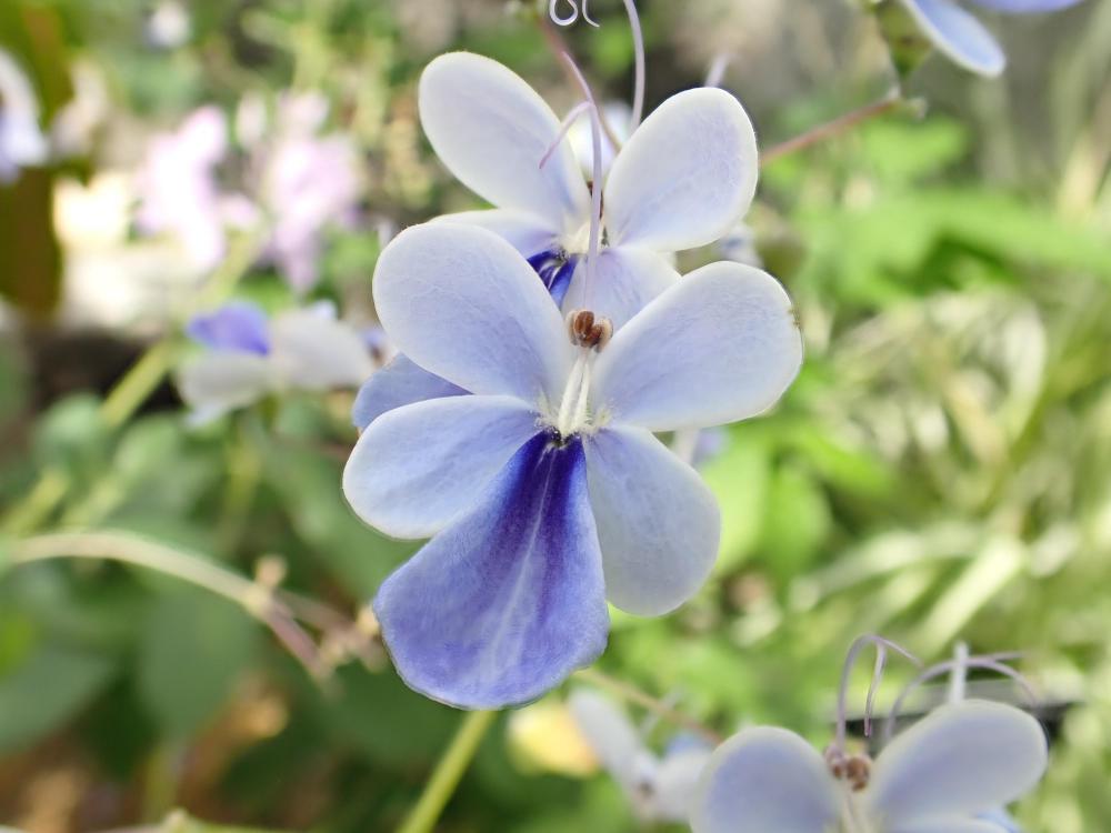 植物園の仲間「クレロデンドルム・ウガンデンセ」の写真1