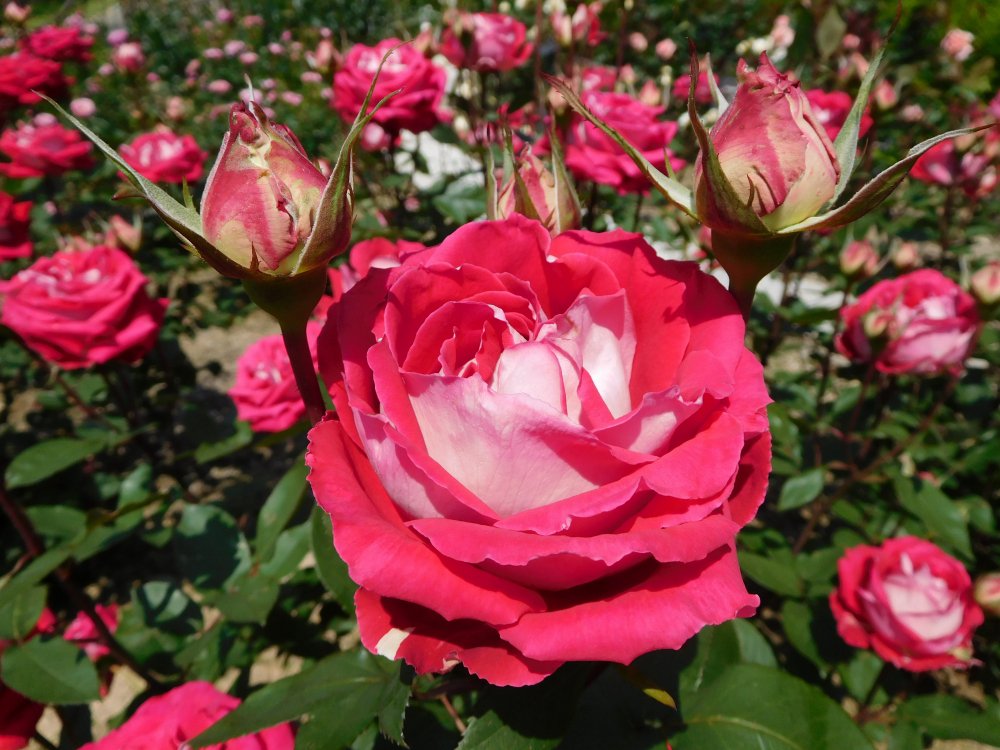 植物園の仲間「バラ」の写真1