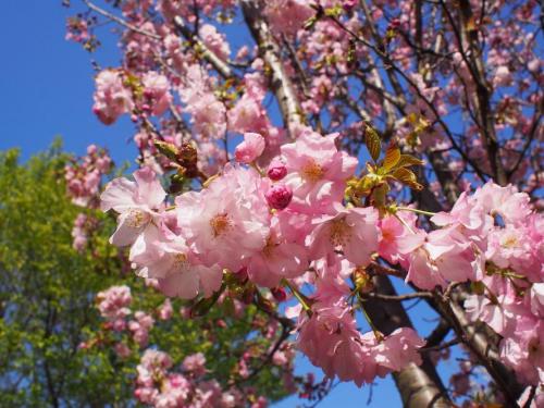 写真⑤【'奥州里桜'（オウシュウサトザクラ）】.jpg