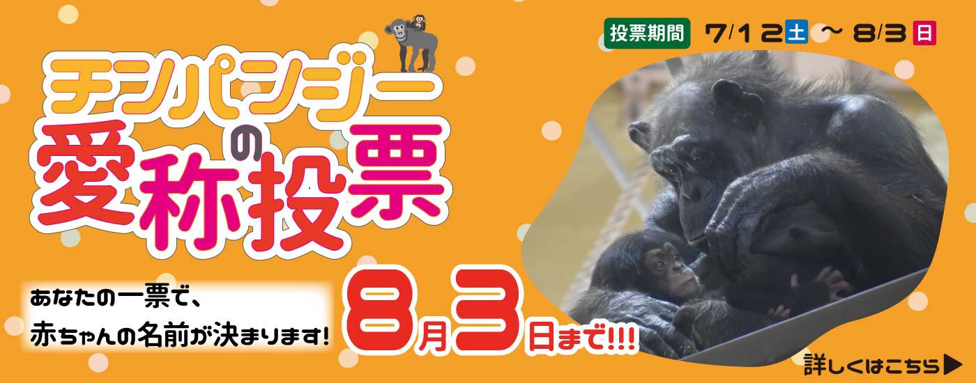 東山動物園 こまち♀️りん♀️‼️👀🐨🤗 2018.08 撮影📷 #愛知県#名古屋市