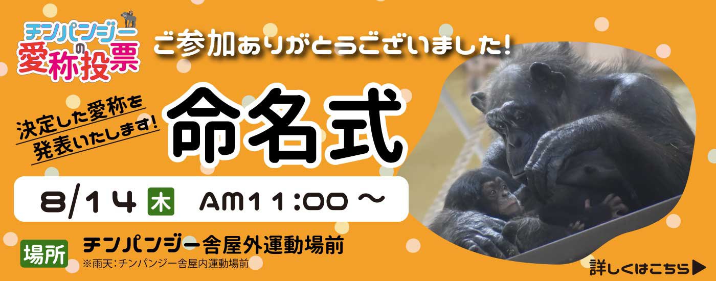 東山動物園 ズーボゲート限定✨ 「すみっコぐらしと東山動植物園のいきもの