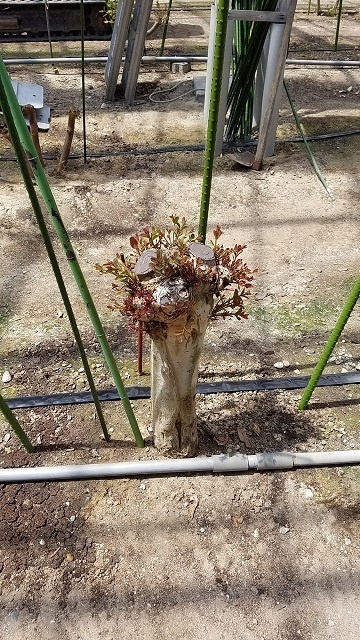 ブログ記事「ハウスのユーカリは芽吹き時」のサムネイル画像