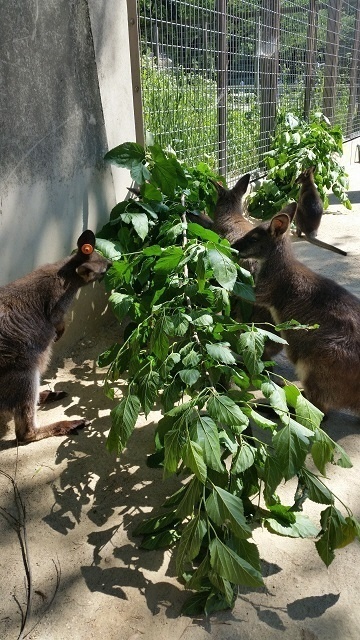 ブログ記事「ワラビーの好物」のサムネイル画像
