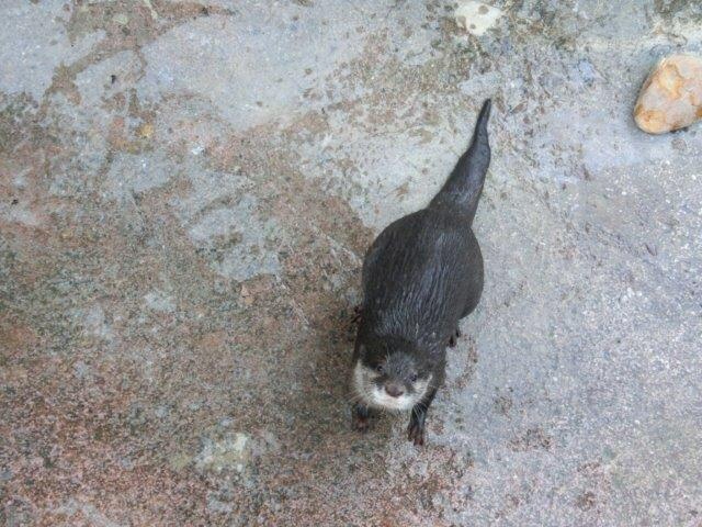 ブログ記事「コツメカワウソのヒナタ」のサムネイル画像