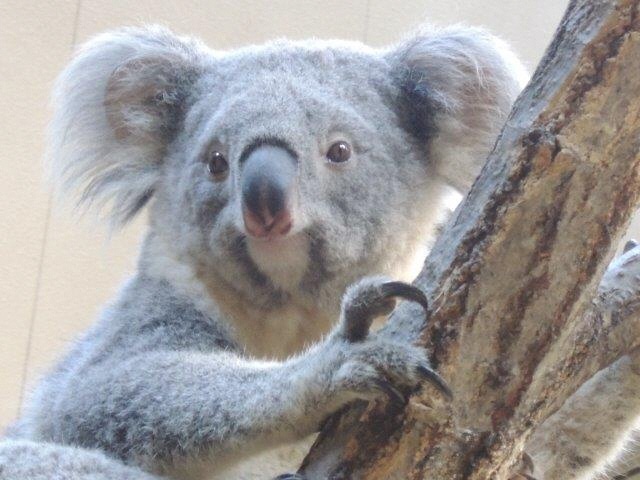 ブログ記事「ホリーの変身」のサムネイル画像