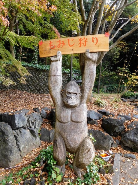 ブログ記事「２０１７年植物園紅葉情報その３」のサムネイル画像