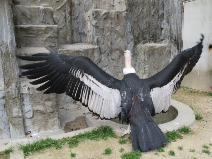 ブログ記事「東山動植物園にいる鳥のなかで空を飛ぶことのできる一番大きな種はな～に？」のサムネイル画像