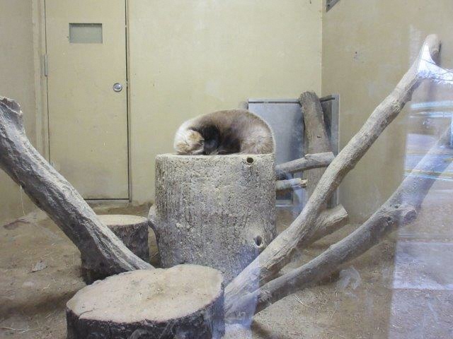 ブログ記事「ニホンアナグマ睡眠中」のサムネイル画像