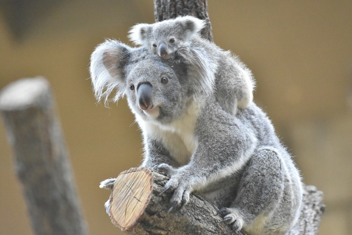 ブログ記事「赤ちゃんコアラも落ちません」のサムネイル画像