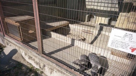 ブログ記事「ラーテルの穴掘り」のサムネイル画像