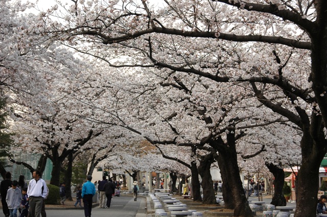 ブログ記事「桜情報！（３）　もうすぐ満開です!!」のサムネイル画像
