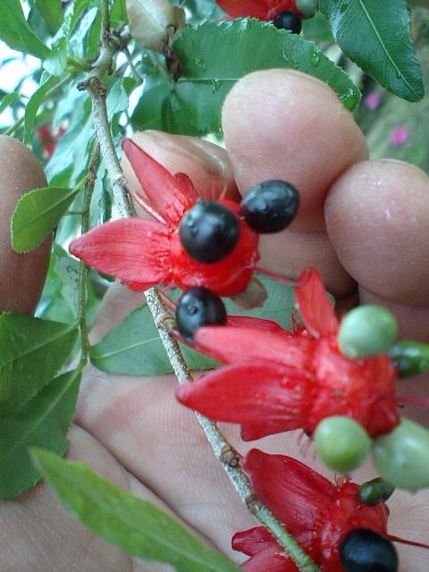 ブログ記事「温室の花？だより」のサムネイル画像