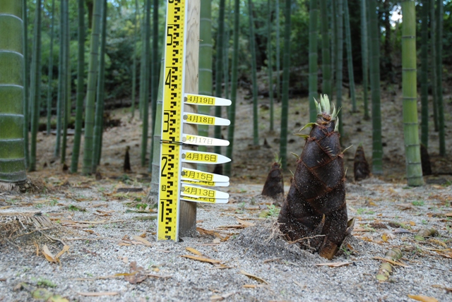 ブログ記事「タケノコすくすく」のサムネイル画像