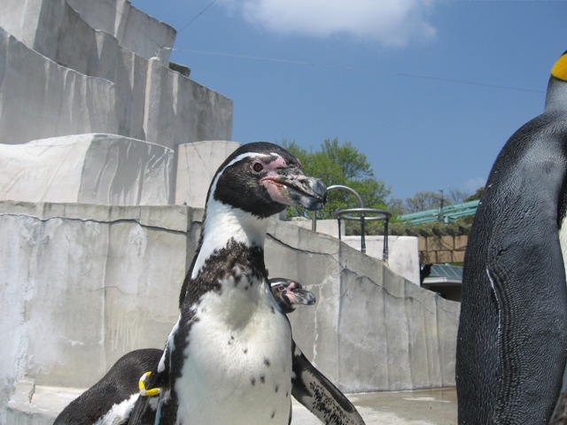 ブログ記事「ペンギン島の新人（？）紹介」のサムネイル画像