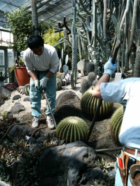 ブログ記事「サボテンの植え替え作業」のサムネイル画像