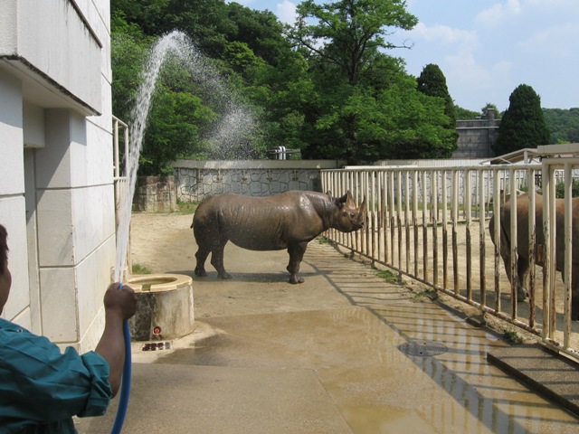 ブログ記事「クロサイの水遊び」のサムネイル画像