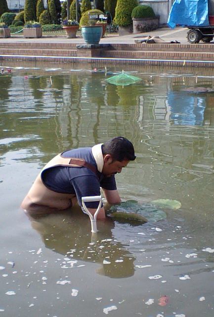 ブログ記事「スイレン池にパラグアイオニバスを植えました」のサムネイル画像