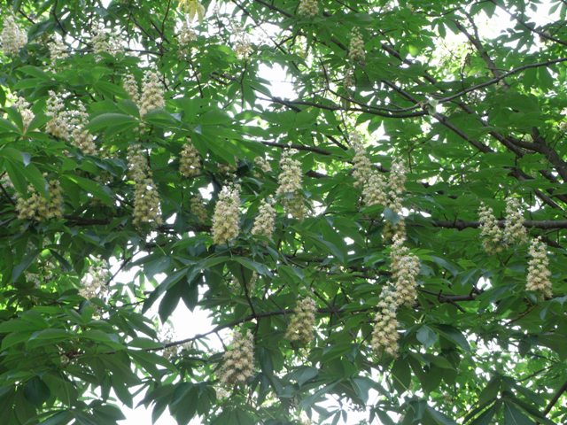 ブログ記事「トチノキの花」のサムネイル画像