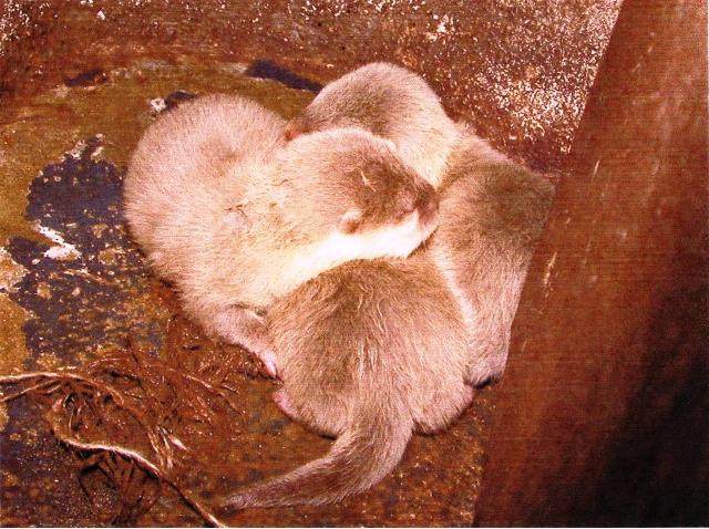 ブログ記事「赤ちゃんが生まれました」のサムネイル画像