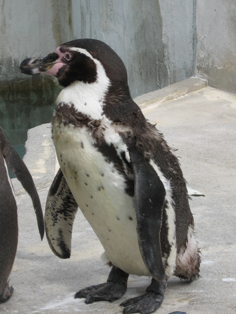ブログ記事「ペンギンの衣更え？！」のサムネイル画像