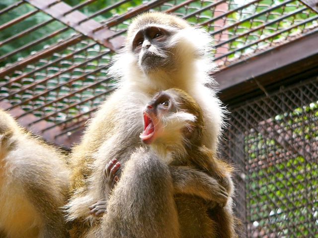 ブログ記事「３種類のおさるのあかちゃん」のサムネイル画像
