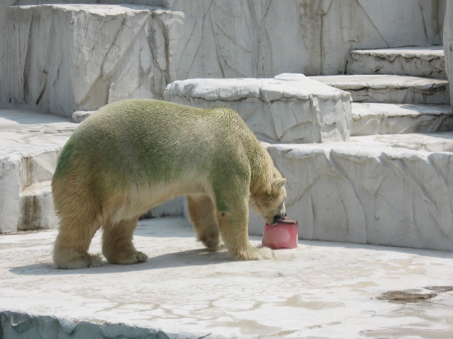 ブログ記事「納涼、ホッキョクグマに氷プレゼント」のサムネイル画像